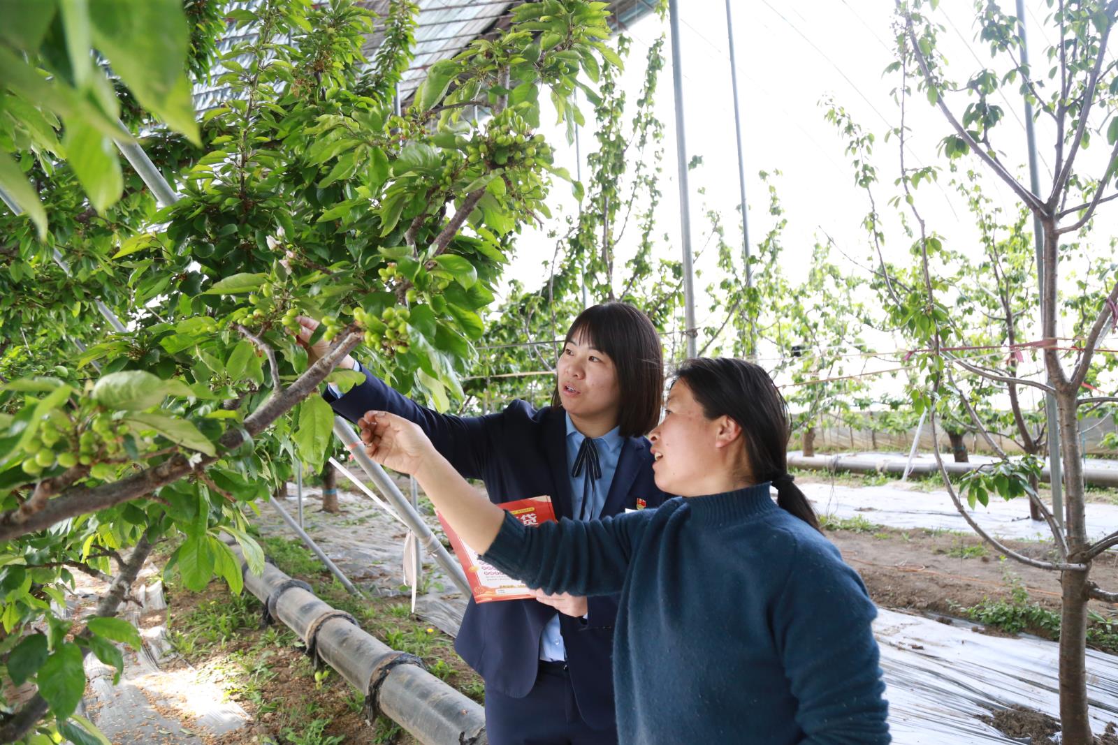 临淄农商银行客户经理现场考察客户樱桃种植情况.JPG
